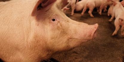 Eine Sau mit Ferkeln Eine Sau mit Ferkeln