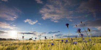 Landwirtschaftsverbände, Natur-, Tier- und Umweltschützer fordern die Politik auf, die Biolandwirtschaft zu stärken.