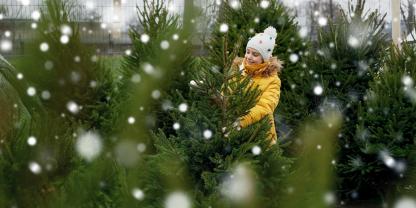 Immer weniger Kinder erleben den typischen Duft eines natürlichen Weihnachtsbaums.