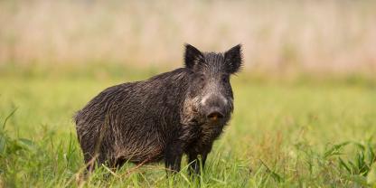Schwarzwild lebt in unserer Agrarlandschaft im Schlaraffenland.