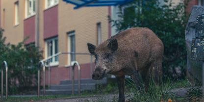Wildschweine im urbanen Bereich können für Probleme sorgen. In Goslar reagieren die Behörden nun auf die Situation.