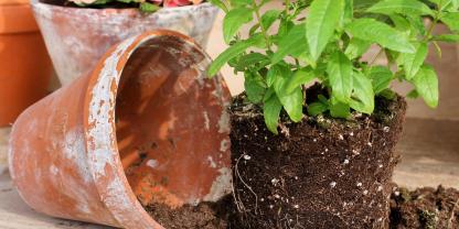 Mit einfachen Hausmitteln lassen sich Terrakotta-Töpfe reinigen. Mit einfachen Hausmitteln lassen sich Terrakotta-Töpfe reinigen.