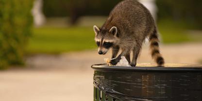 Waschbären sind Kulturfolger und plündern liebend gerne Mülltonnen. Waschbären sind Kulturfolger und plündern liebend gerne Mülltonnen.