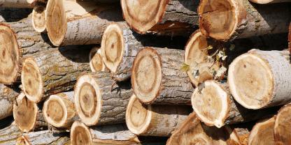 Pappelholz: Taugt es zum Heizen? Pappelholz: Taugt es zum Heizen?