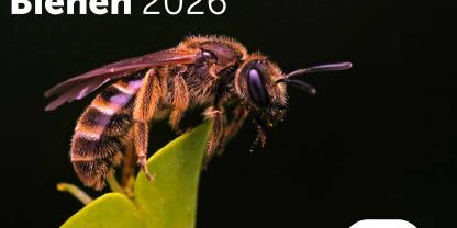 Bild-des-Jahres-Wandkalender