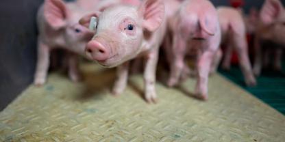 Ferkel im Abferkelstall: Seit 2021 ist die Kastration ohne Betäubung verboten – Verstöße können teuer werden.