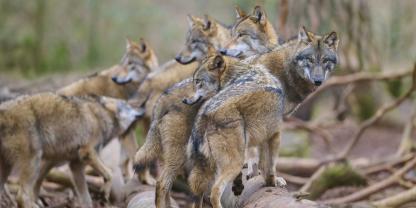 Auch in weiten Teilen Bayerns gilt nun der gute Erhaltungszustand beim Wolf.