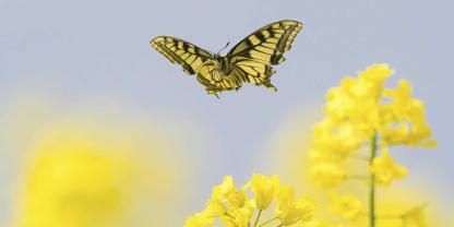 Ein Schwalbenschwanz schwirrt über Rapsblüten; Landwirte und Natur brauchen einander.
