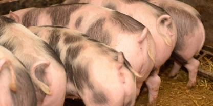 Schweine mit Ringelschwanz fressen aus einem Trog