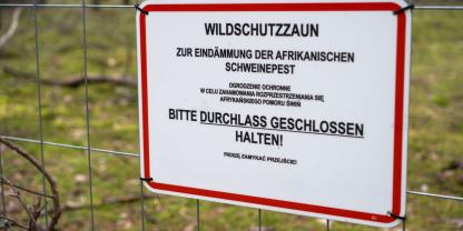 Wildschutzzaun-ASP_Madelaine_AdobeStock_795535832