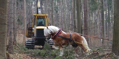 Rückepferd im Wald