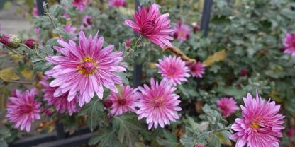 Chrysanthemen oder Winterastern sorgen im Herbst für späte Farbenpracht.