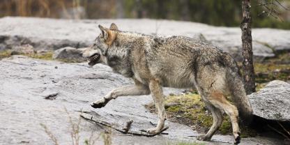 Im Alpenraum befasst man sich mit einer interessanten Idee: Jäger sollen bei der Wolfsjagd verstärkt hinzugezogen werden.