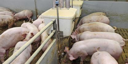 Ein hoher Faseranteil im Mastfutter, eine gut fermentierbare Faserquelle vorausgesetzt, fördert die Darmgesundheit und sichert hohe Mastleistungen.