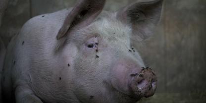 Das Bakterium Staphylococcus aureus ist in der Regel harmlos. Allerdings kann es Schweine krank machen und es gilt in seiner resistenten Formen als sogenannter „Krankenhauskeim“. Fliegen gelten als Überträger. Das Bakterium Staphylococcus aureus ist in der Regel harmlos. Allerdings kann es Schweine krank machen und es gilt in seiner resistenten Formen als sogenannter „Krankenhauskeim“. Fliegen gelten als Überträger.