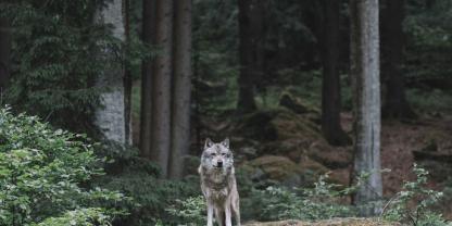 Wölfe im Thüringer Wald sollen mit Gummigeschossen vergrämt werden.
