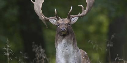 In NRW öffneten unbekannte Täter ein Damwildgehege.