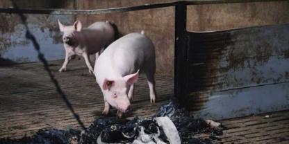 Bombenangriff-Schweinefarm-wh