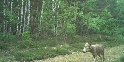 Die alte Wolfsfähe war nicht nur im Wald bei Elsterheide unterwegs, sondern mehrfach auch in der Nähe von Wohngebäuden gesehen worden.