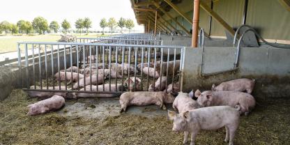 Vor allem Betriebe der höheren Haltungsformen, mit Auslauf und höheren Tierwohlstandards, standen in den letzten Monten vermehrt im Fokus von Tierrechtsaktivisten.