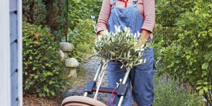 Mediterrane Kübelpflanzen, wie Oliven, vertragen leichte Minusgrade und bleiben möglichst lange draußen. Mediterrane Kübelpflanzen, wie Oliven, vertragen leichte Minusgrade und bleiben möglichst lange draußen.