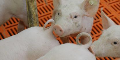Dänische Schweinehalter erhalten künftig 6,70 Euro je Ferkel mit intaktem Ringelschwanz.