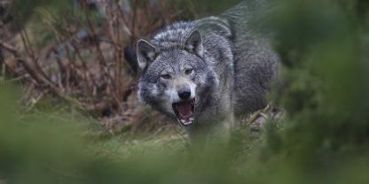 In norddeutschen Bundesländern ist nun die Debatte um den Wolf entbrannt, nachdem der günstige Erhaltungszustand verkündet wurde (Symbolbild). In norddeutschen Bundesländern ist nun die Debatte um den Wolf entbrannt, nachdem der günstige Erhaltungszustand verkündet wurde (Symbolbild).