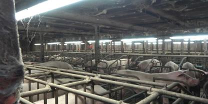 Blick in einen Sauenstall Blick in einen Sauenstall