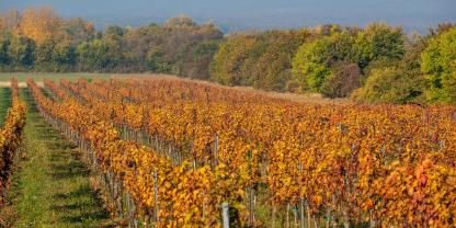 Mit Backpulver bekämpften Weinbauer schon sehr lange Falschen Mehltau. Es galt bisher jedoch nicht als Pflanzenschutzmittel.