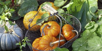 Sind die Früchte reif, trocknen die Stiele ein, und sie sind gut lagerbar. Sind die Früchte reif, trocknen die Stiele ein, und sie sind gut lagerbar.