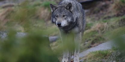 Das Wolfsmonitoring der LJN zeigt: Nutztierrisse auf konstant hohem Niveau (Symbolbild).