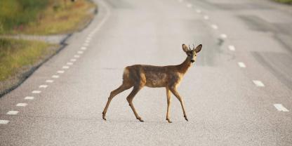In der Dämmerung ist die Gefahr am größten: Rehe überqueren auf der Futtersuche plötzlich Straßen – für Autofahrer oft zu spät erkennbar. In der Dämmerung ist die Gefahr am größten: Rehe überqueren auf der Futtersuche plötzlich Straßen – für Autofahrer oft zu spät erkennbar.