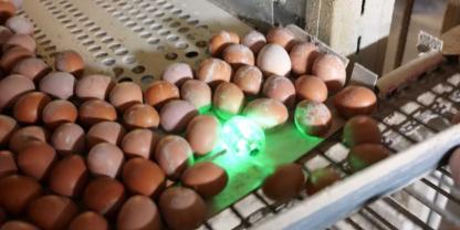 Das elektronische Ei registriert alle Stöße auf dem Transportweg der Eier vom Nest hin zur Verpackung. Das elektronische Ei registriert alle Stöße auf dem Transportweg der Eier vom Nest hin zur Verpackung.