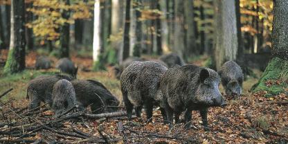 Die ASP stellt Jäger und Behörden vor Herausforderungen.