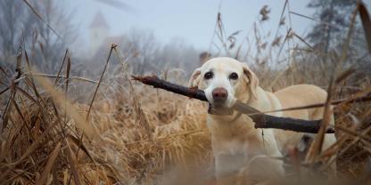 Aufgrund des Verhaltens ihres Hundes musste sich eine Frau vor Gericht verantworten.