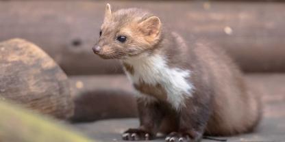 Ein Marder sorgt dafür, dass in einer Kirche in Baden-Württemberg keine Gottesdienste mehr stattfinden können.