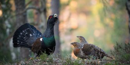 Ein Grund zur Freude: Im Schwarzwald wurde Auerwild-Nachwuchs gesichtet.