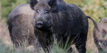 In der Stadt Kato kam mutmaßlich zu einem Angriff auf einen Menschen durch ein Wildschwein (Symbolbild).