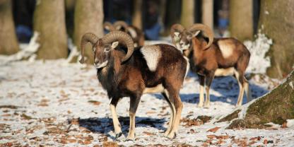 Im Saale-Orla-Kreis ist eine Allgemeinverfügung in Kraft getreten, die das Nachtjagverbot auf Muffelwild aufhebt.