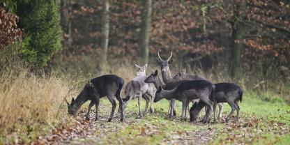 Waldmast tragende Bäume fruktifizieren an Waldrändern oder Wegen häufiger. Dort stellt sich dann schnell das Wild ein.