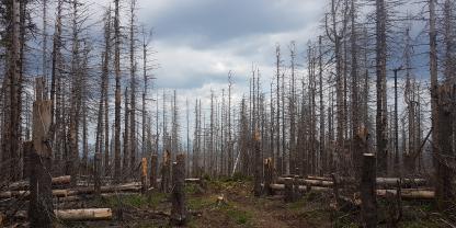 Schadholzfläche im Harz