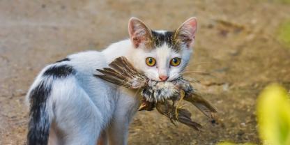 Auch Katzen können sich mit der Vogelgrippe infizieren. In Niedersachsen sollen sie deshalb getestet werden (Symbolbild).