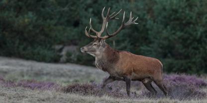 Welche Wirkung hat dieses Geweih auf Sie?