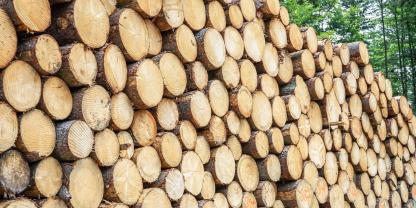 Holzlager-im-Wald-AdobeStock_793198684