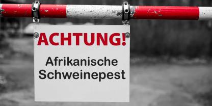 Damit Niedersachsen weiterhin ASP-frei bleiben kann, braucht es auf jedem Betrieb eine hohe Biosicherheit.Ob sich in Zukunft Wildschweine mit Ködern gegen die ASP impfen lassen, wird derzeit untersucht.
