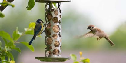 Kann die Vogelgrippe auch für unsere Gärtenvögel zu Gefahr werden? Sollte man deshalb auf die Fütterung im Garten verzichten?