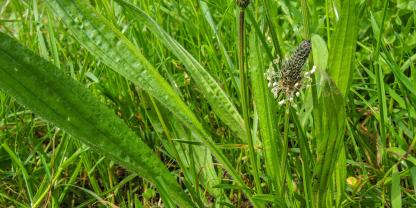 Spitzwegerich auf Grünland: Bei Dürre mit Luzerne kombinieren