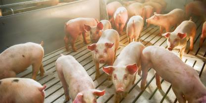 Der gesellschaftliche Wert des Tierwohls ist in Dänemark angestiegen. Das zeigen die verschärften Strafen bei Verstößen gegen den Tierschutz. (Symbolbild)