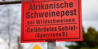 Eine weitere Region Deutschlands ist nun ASP-frei.