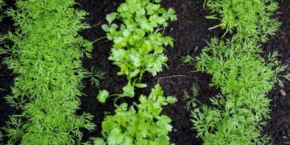 Dill und Koriander brauchen zum Keimen feuchte, humusreiche Erde.